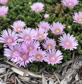 Pusdienziede 'Lavender'